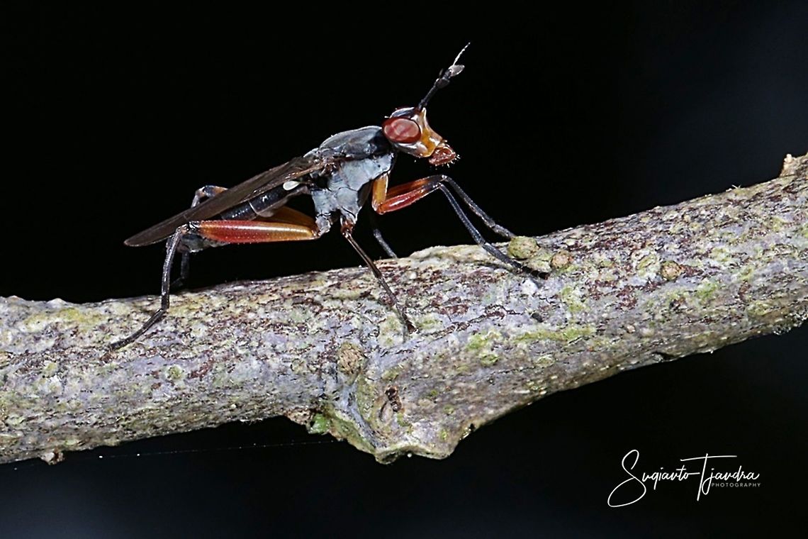 Marsh fly-Sepedon Sp  Geotagged,Indonesia,Summer
