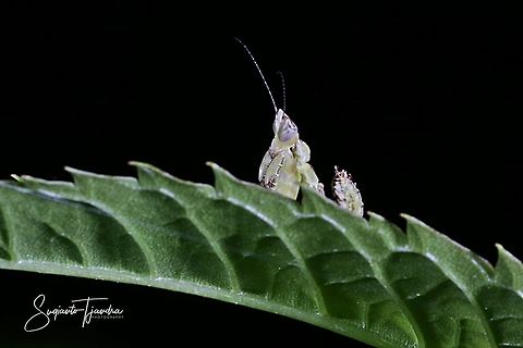 Mini flower mantis  Geotagged,Indonesia,Summer