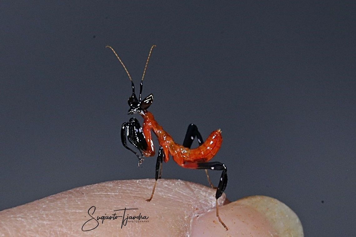 Kung Fu Mantis - Orchid Mantis (Hymenopus coronatus)  Geotagged,Indonesia,Summer