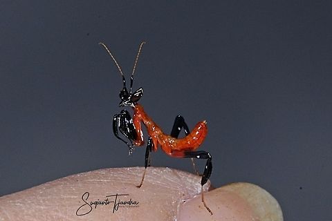 Kung Fu Mantis - Orchid Mantis (Hymenopus coronatus)  Geotagged,Indonesia,Summer