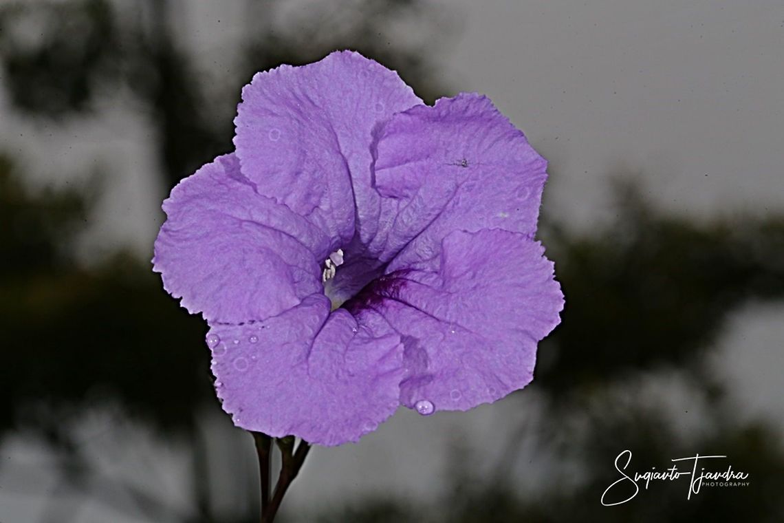 Ruellia/wild petunias  Geotagged,Indonesia,Summer