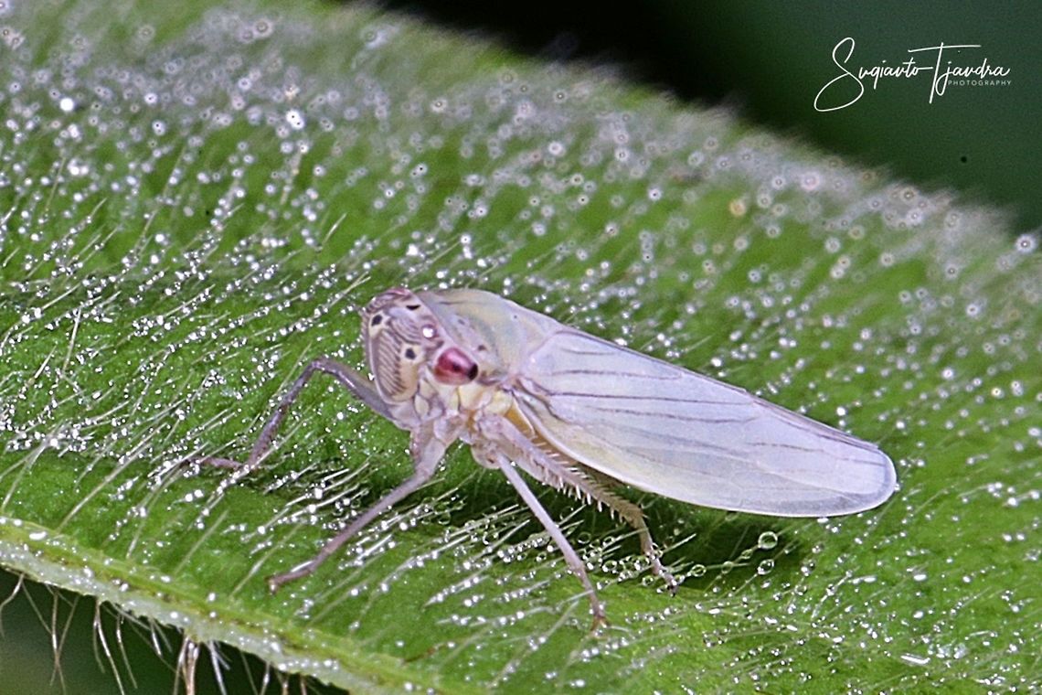 White Leafhopper, Cicadellidae Sp.  Geotagged,Indonesia,Summer