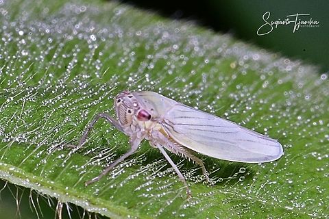 White Leafhopper, Cicadellidae Sp.  Geotagged,Indonesia,Summer