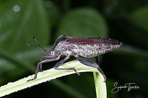 Brown leaf footed bug (Coreidae)  Geotagged,Indonesia,Summer