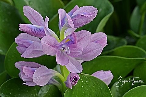 Eceng Gondok (Water Hyacinth), Eichhornia crassipes  Common Water Hyacinth,Common water hyacinth,Eichhornia crassipes,Geotagged,Indonesia,Summer,crassipes