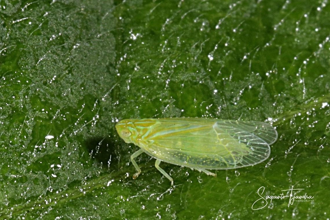 Grainy Planthopper (Kallitaxila granulata)  Geotagged,Indonesia,Kallitaxila granulata,Summer
