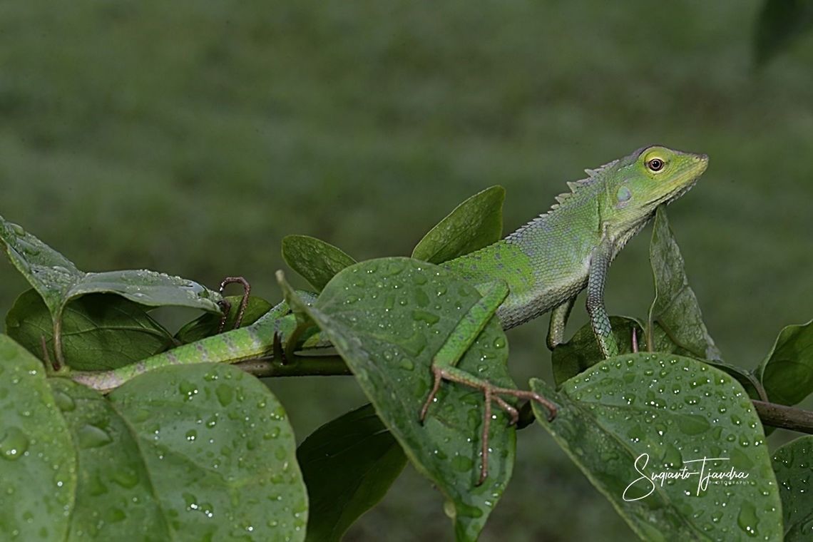 Bunglon/Green Crested Lizard, Agamidae  Bronchocela jubata,Geotagged,Indonesia,Maned forest lizard,Summer