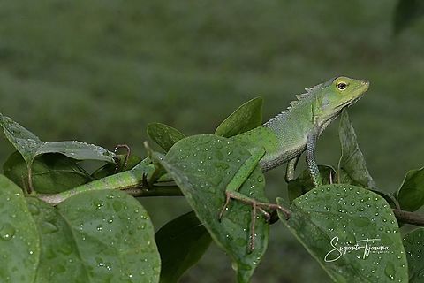 Bunglon/Green Crested Lizard, Agamidae  Bronchocela jubata,Geotagged,Indonesia,Maned forest lizard,Summer