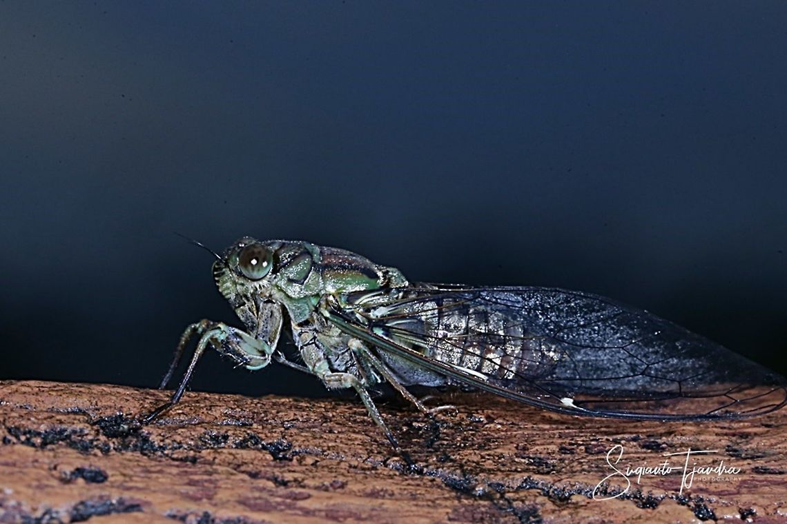 Cicada (Cicadoidea)  Geotagged,Indonesia,Summer
