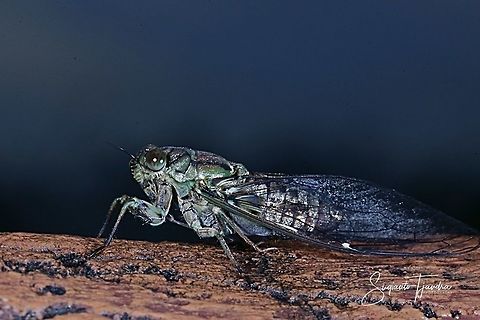 Cicada (Cicadoidea)  Geotagged,Indonesia,Summer