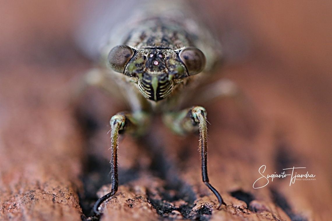 Face of Cicada (Cicadoidea)  Geotagged,Indonesia,Summer