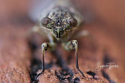 Face of Cicada (Cicadoidea)  Geotagged,Indonesia,Summer