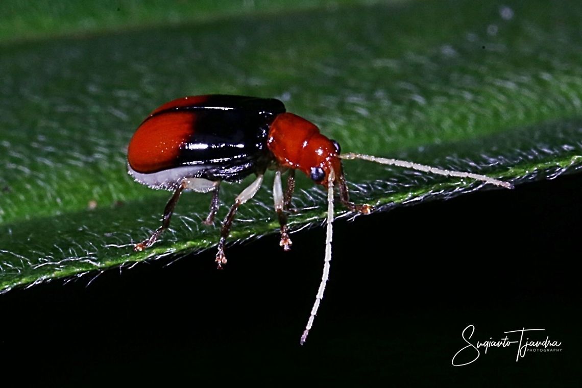 Bicolor leaf Beetle  Geotagged,Indonesia,Summer