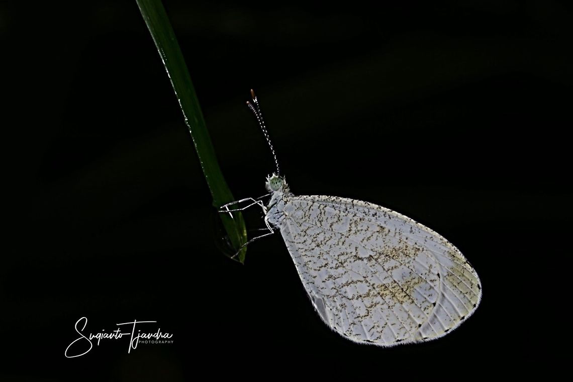 Leptosia nina fumigata, the psyche  Geotagged,Indonesia,Leptosia nina,Psyche,Summer
