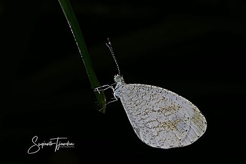 Leptosia nina fumigata, the psyche  Geotagged,Indonesia,Leptosia nina,Psyche,Summer