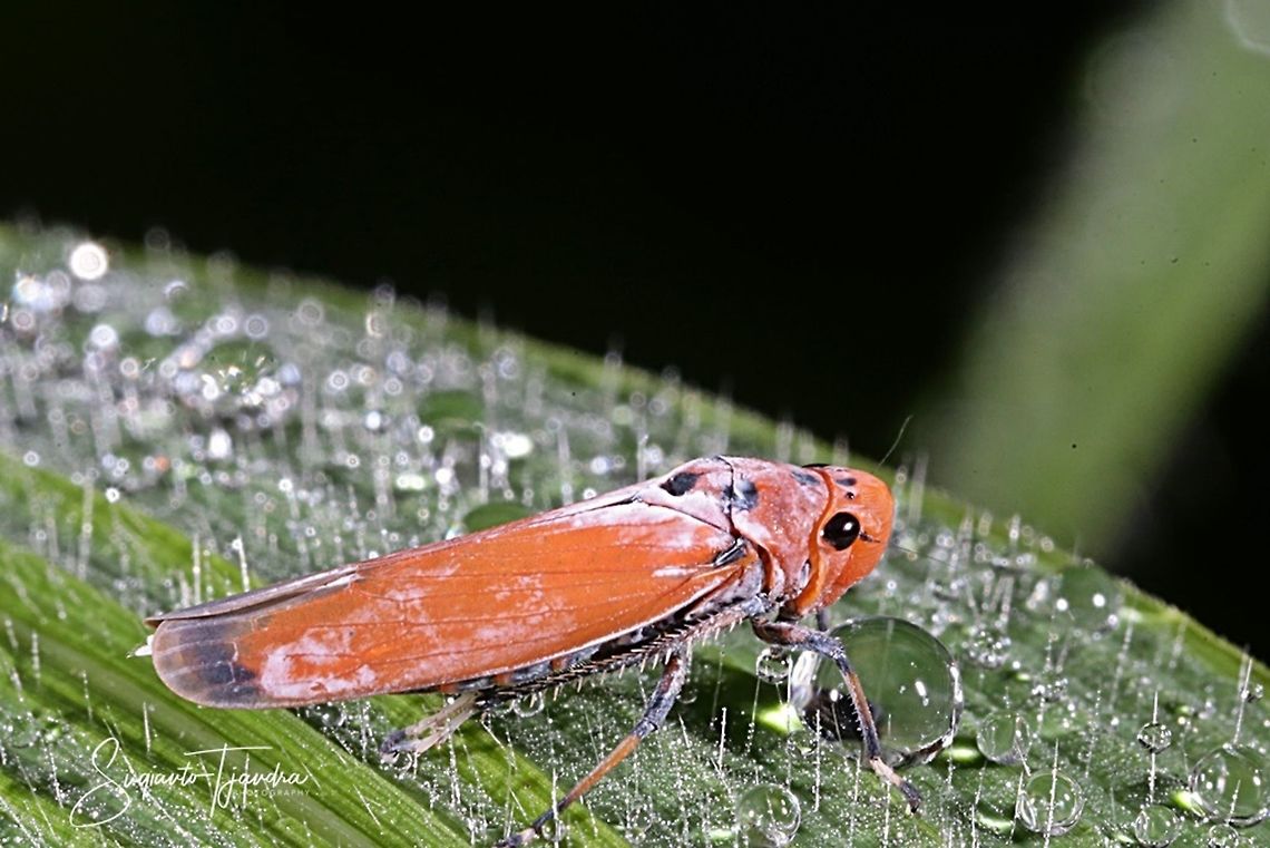 Orange leafhopper, Bothrogonia addita  Bothrogonia addita,Geotagged,Indonesia,Summer