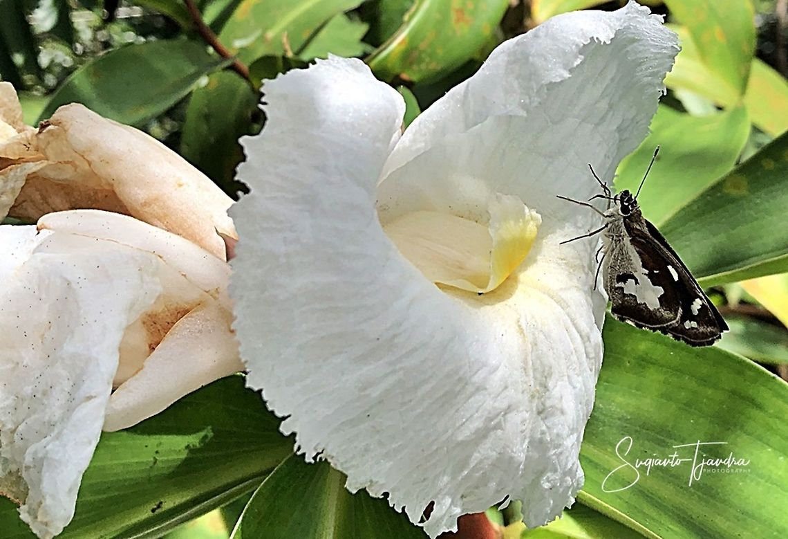 Skipper Butterfly - The grass demon, Udaspes folus (Hesperiidae)  Geotagged,Indonesia,Summer,Udaspes folus