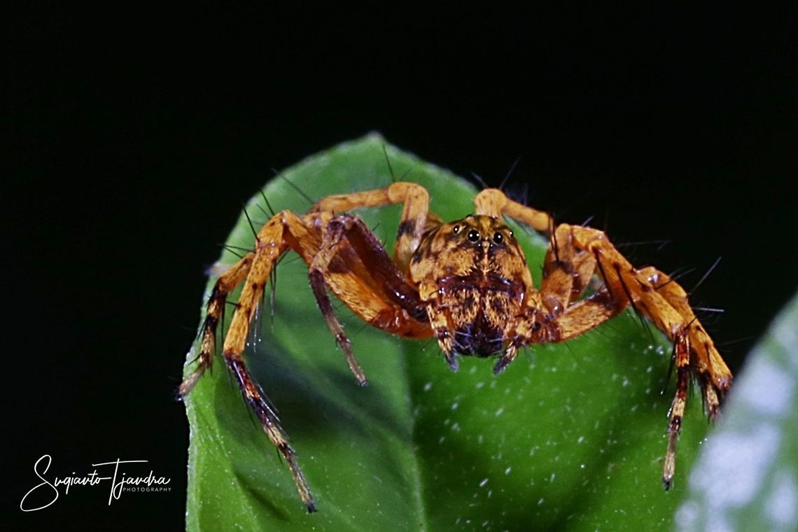 Brown Lynx Spider, Hamataliwa Sp  Geotagged,Indonesia,Summer