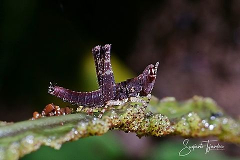 Dark Brown Monkey Hopper, Erucius sp.  Geotagged,Indonesia,Summer