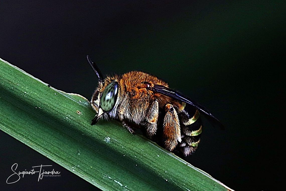 Amegilla Bee  Geotagged,Indonesia,Summer