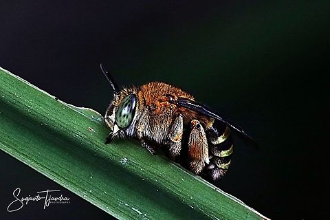 Amegilla Bee  Geotagged,Indonesia,Summer