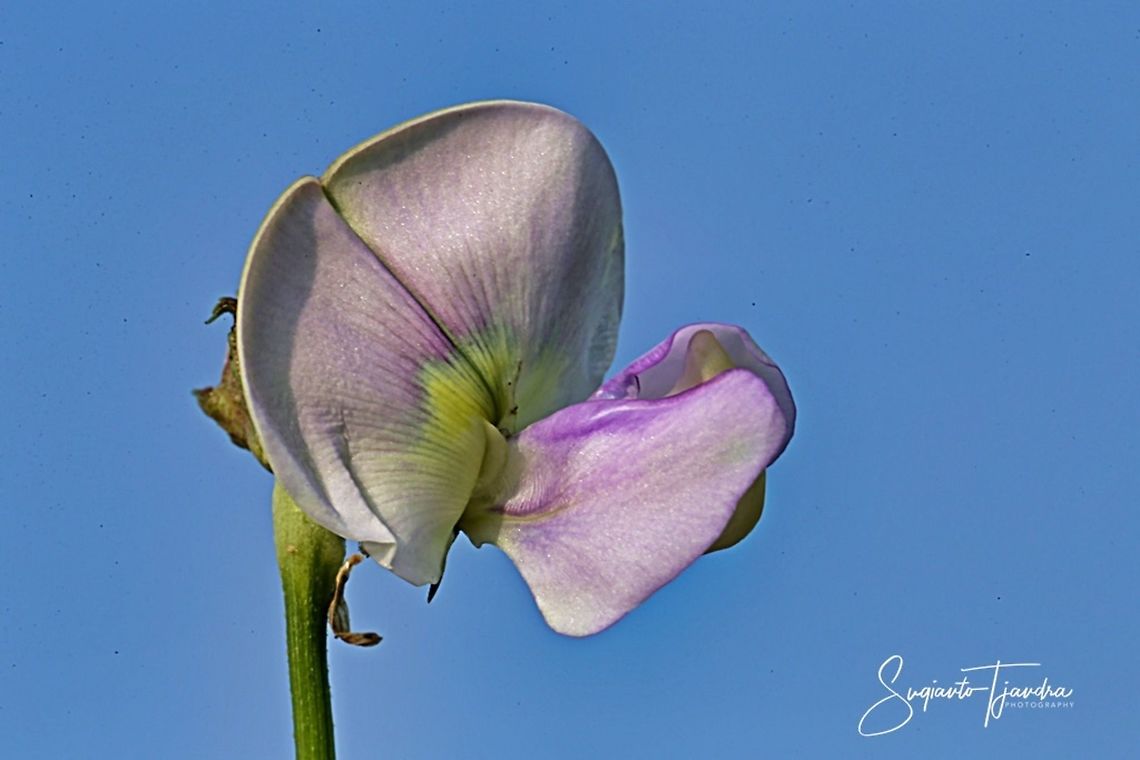 Vigna unguiculata subsp. sesquipedalis  Cowpea,Geotagged,Indonesia,Summer,Vigna unguiculata