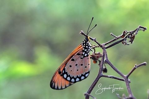 Tawny Coster, Acraea terpsicore Linnaeus  Acraea terpsicore,Geotagged,Indonesia,Summer,Tawny Coster