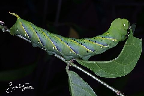 Hornworm Caterpillar  Geotagged,Indonesia,Summer