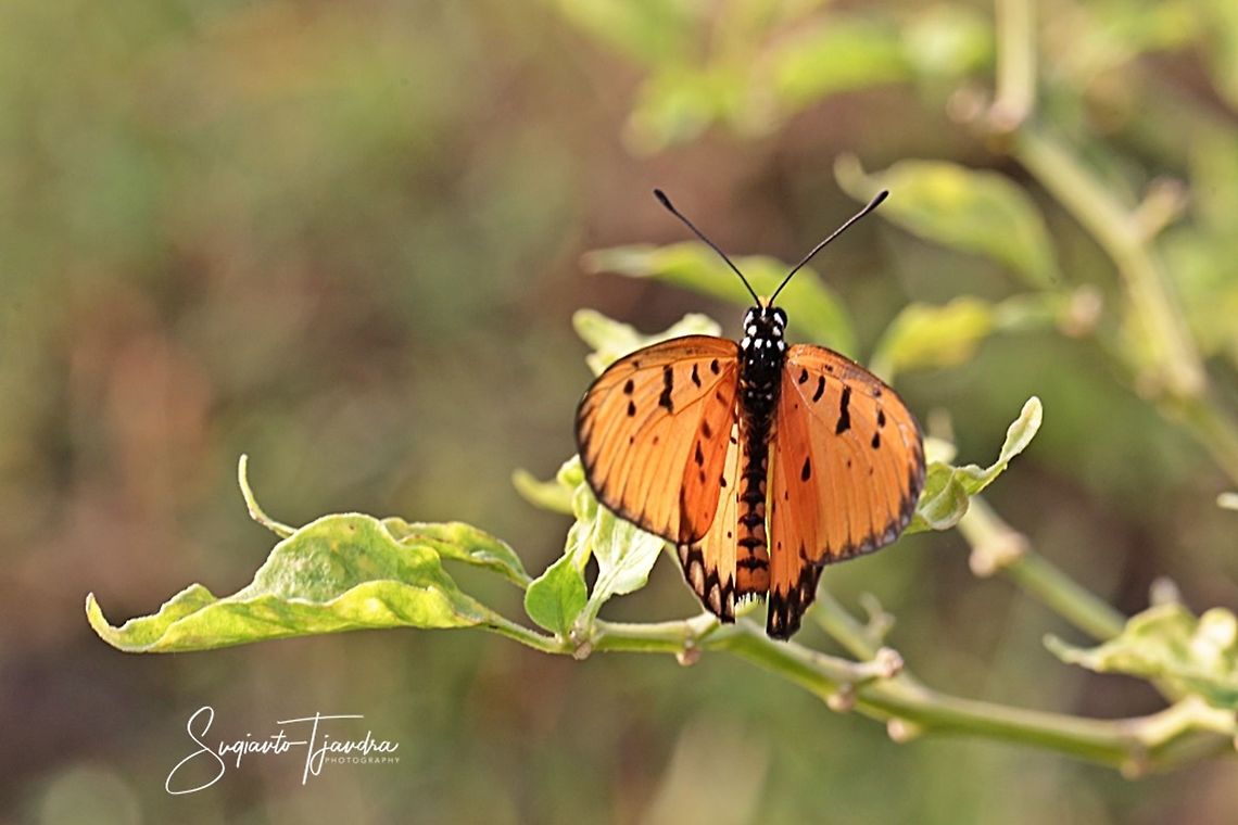 Tawny Coster, Acraea terpsicore Linnaeus - upperside  Acraea terpsicore,Geotagged,Indonesia,Summer,Tawny Coster