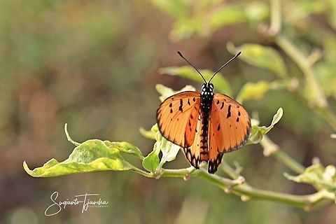 Tawny Coster, Acraea terpsicore Linnaeus - upperside  Acraea terpsicore,Geotagged,Indonesia,Summer,Tawny Coster