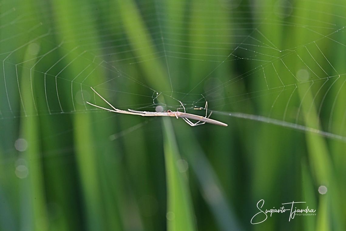 Long-jawed Orb Weaver Spider  Geotagged,Indonesia,Summer