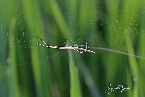 Long-jawed Orb Weaver Spider  Geotagged,Indonesia,Summer