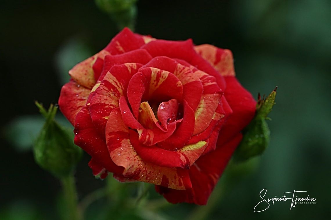 Variegated Rose flower  Geotagged,Indonesia,Summer