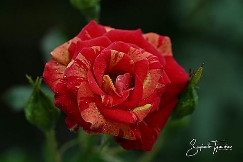 Variegated Rose flower  Geotagged,Indonesia,Summer