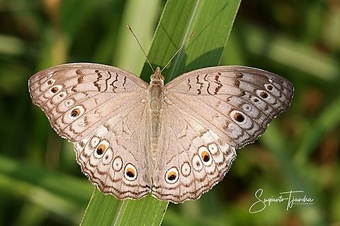 Grey Pansy, Junonia atlites - upper side  Geotagged,Gray pansy,Indonesia,Junonia atlites,Summer