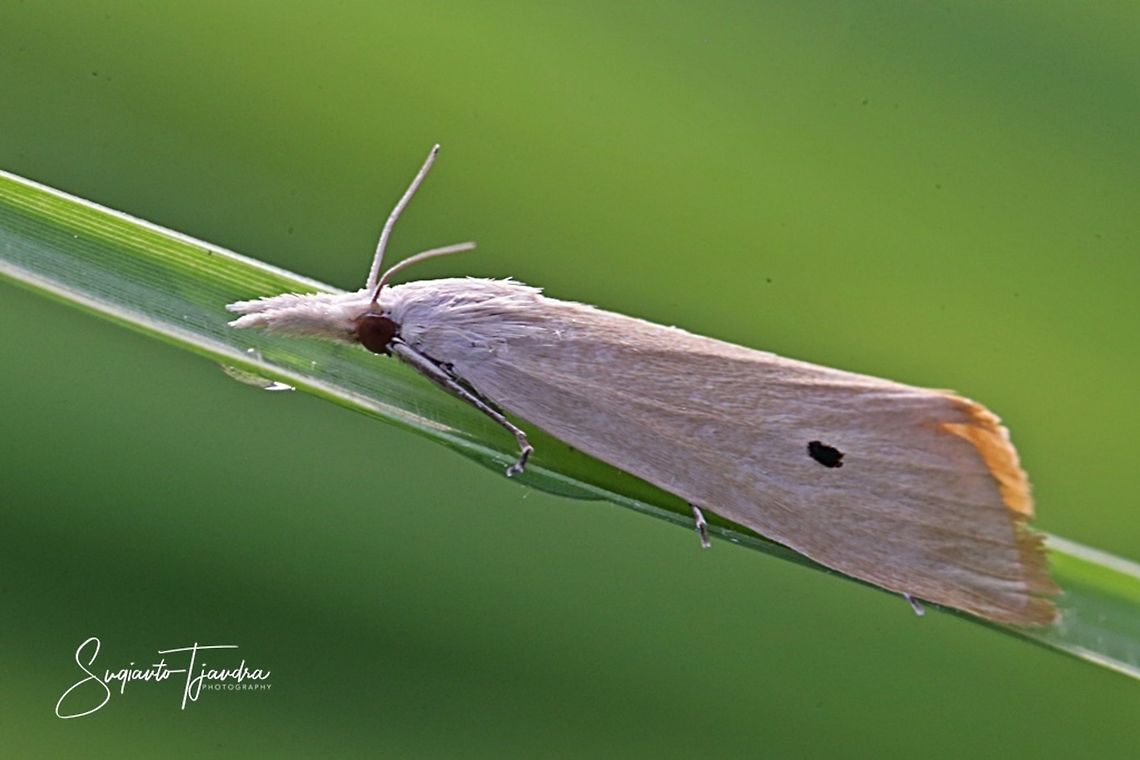 Microlepidoptera (micromoths)  Geotagged,Indonesia,Summer