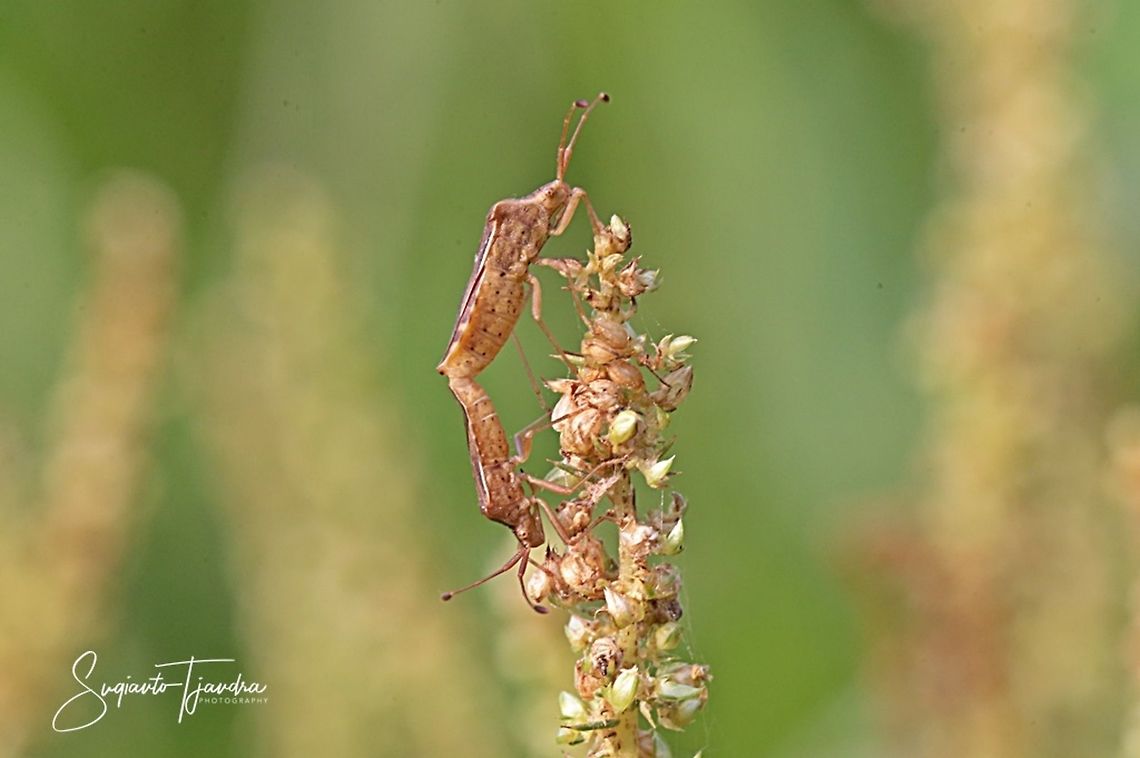 Leaf-footed Bug, Cletus sp.( Family Coreidae)-mating  Geotagged,Indonesia,Summer