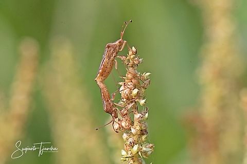 Leaf-footed Bug, Cletus sp.( Family Coreidae)-mating  Geotagged,Indonesia,Summer