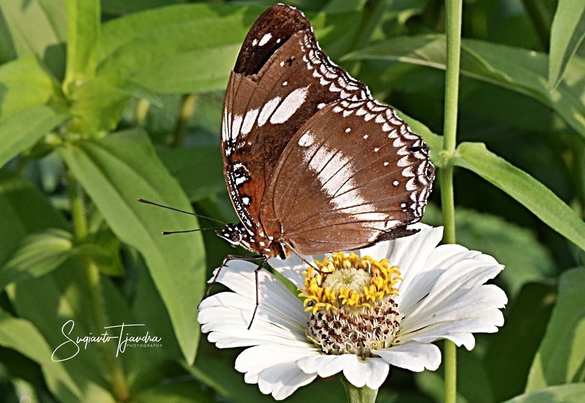 Hypolimnas bolina bolina f nerina - underside  Geotagged,Great eggflys,Hypolimnas bolina,Indonesia,Summer