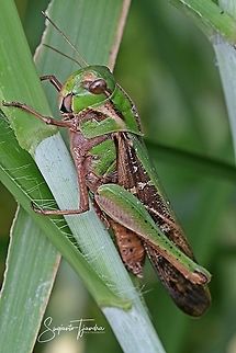 Grasshopper  Geotagged,Indonesia,Summer