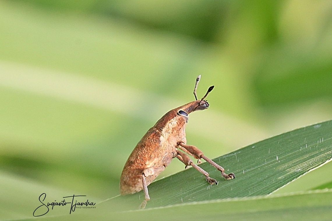 Weevil (Lixus angustatus)  Geotagged,Indonesia,Summer