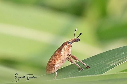 Weevil (Lixus angustatus)  Geotagged,Indonesia,Summer