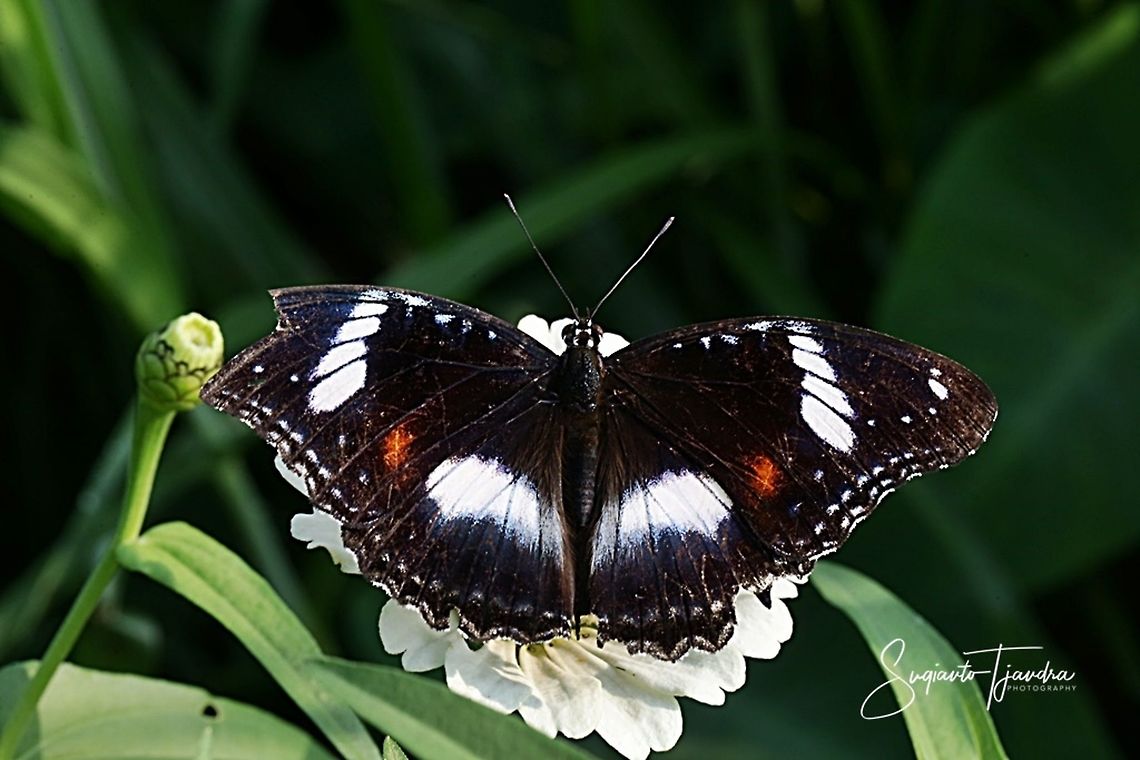 Hypolimnas bolina bolina f nerina - female upperside  Geotagged,Great eggflys,Hypolimnas bolina,Indonesia,Summer