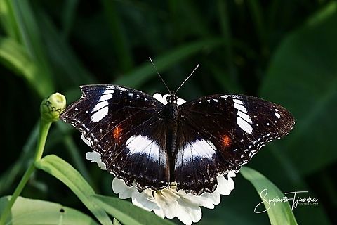 Hypolimnas bolina bolina f nerina - female upperside  Geotagged,Great eggflys,Hypolimnas bolina,Indonesia,Summer