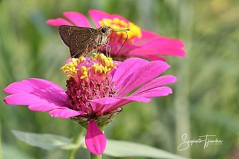 Skipper Butterfly  Geotagged,Indonesia,Summer