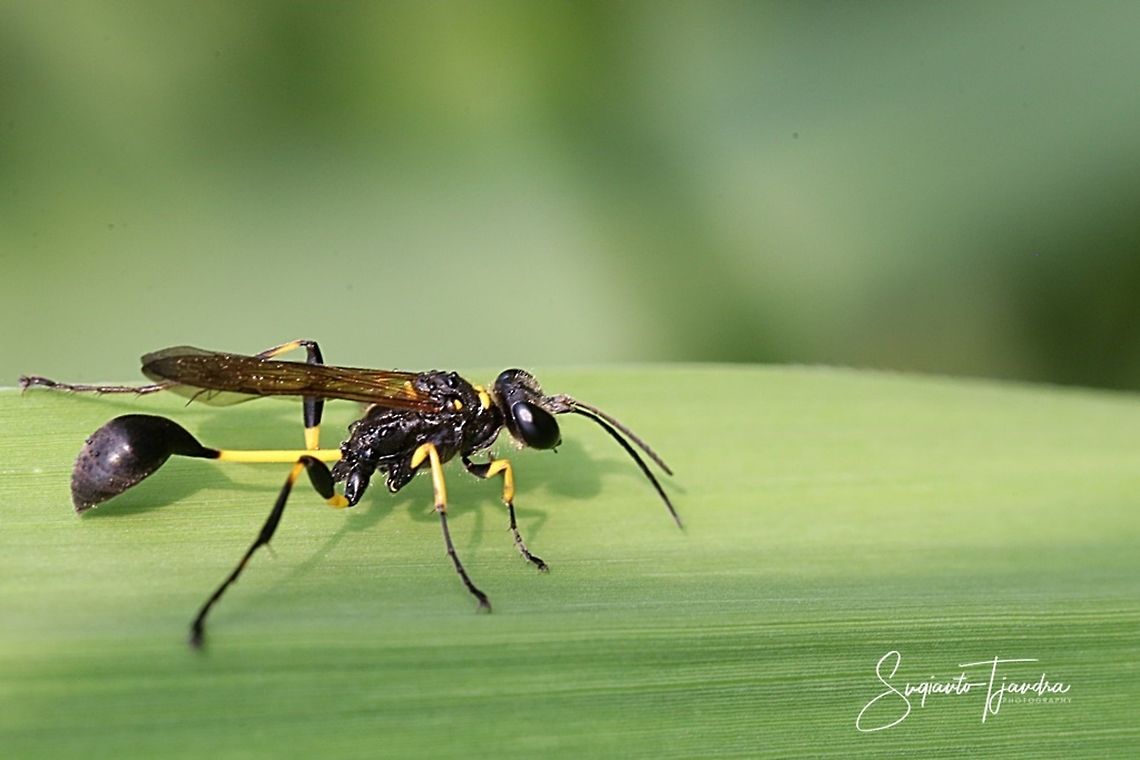 Black and yellow mud dauber ( Sceliphron sp)  Geotagged,Indonesia,Summer