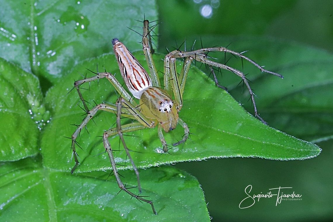 Lynx Spider (Oxyopidae sp.)  Geotagged,Indonesia,Summer