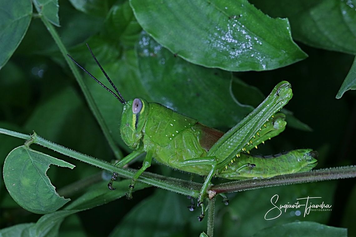 Locust Nymph  Geotagged,Indonesia,Summer