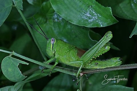 Locust Nymph  Geotagged,Indonesia,Summer