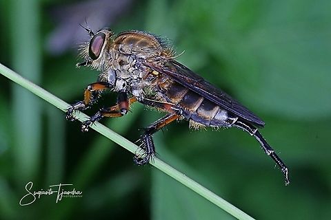 Robber fly, Asilidae  Geotagged,Indonesia,Summer